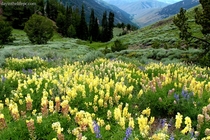Wildflowers and Rainy Landscape in Sun Valley Idaho 