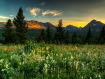 Wildflowers at Glacier National Park  photo by Beau Rogers