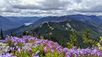 Wildflowers at Goats Peak near Mt Rainier National Park 