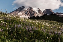 Wildflowers at Mt Rainier National Park Washington 