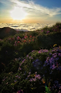 Wildflowers atop Marys Peak in the coastal range of Oregon 