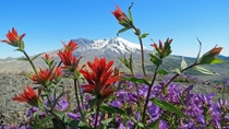 Wildflowers in front of Mount St Helens WA - June   - OC x