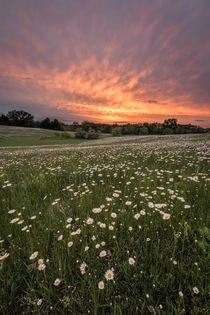 Wildflowers in Nebraska 