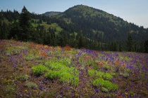 Wildflowers in the west side of the cascades OR 