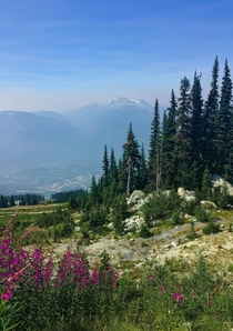 Wildflowers in Whistler Canada 