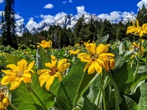 Wildflowers near Spalding Bay Grand Teton National Park 