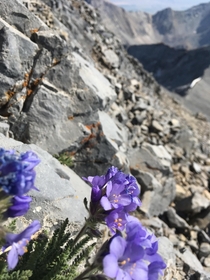 Wildflowers near the peak of Mount Borah highest point in Idaho 