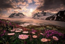 Wildflowers of Alaska 