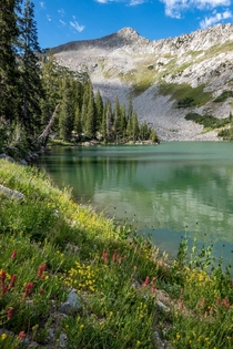 Wildflowers on the Shore of an Alpine Lake in Northern Utah 