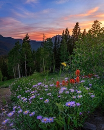 Wildflowers outside Crested Butte Colorado 