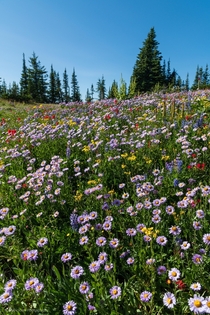 Wildflowers - Sun Peaks BC Canada 