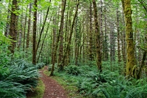 Wilson River Trail Oregon 