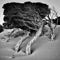 Windswept trees Injidup dunes Yallingup Western Australia 