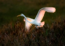 Wings of Great Egret Ardea alba catching last rays of the setting sun 