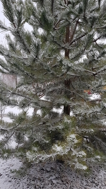 Winter embracing a pine tree 