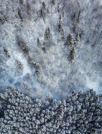 Winter forest Moscow region Russia 
