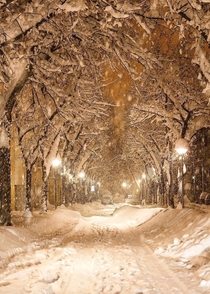 Winter night in the city