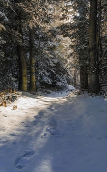 Winter Path Kananaskis Alberta Canada X Murray Cotton OC
