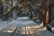 Winter road in a pine forest Kirov region Russia  x