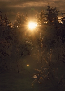 Winter Sun Vsternorrland Sweden 