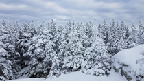 Winter Wonder Land at the summit of Mt Whiteface NH 