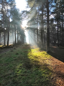 Winter woodland sun Fife Scotland 