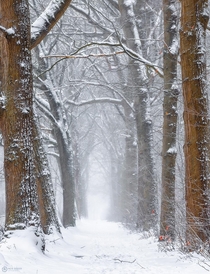 Wintry woods two weeks ago in Aalst The Netherlands 