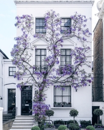 Wisteria climbing up a home in South Kensington London