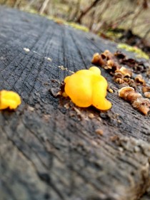 Witches Butter Tremella mesentericax