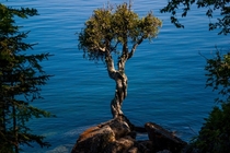 Witchtree on the Grand Portage Minnesota Reservation Land leading into Lake Superior 