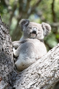 Woke up to a koala chilling in my backyard this morning first time Ive seen one outside of captivity