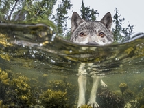 Wolf checking out a partially submerged camera photo by Ian McAllister 