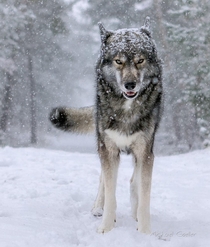 Wolf look-alike Siberian Husky