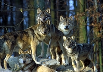 Wolf Pack stare down at Bad Mergentheim Wildlife Park in Germany Photo by Harald Grunwald 