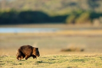 Wombat going for a walk