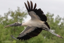 Wood stork 