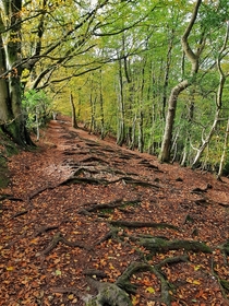 Woodland path Devon UK 