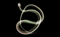 xray of a snake 