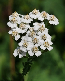 Yarrow Achillea millefolium