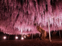 -Year-Old Wisteria Largest In Japan By Y-fu 