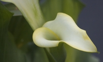 Yellow Calla Lily 