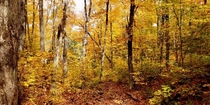 Yellow fall in Northern Ontario 