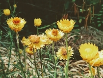Yellow flower  x Botanic Gardens Melbourne Australia