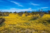 Yellow Flowers in Littlerock CA 