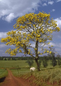 Yellow ipe tree in Brazil 
