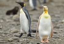 Yellow Penguin