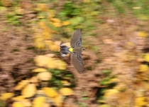 Yellow Rumped Warbler in flight