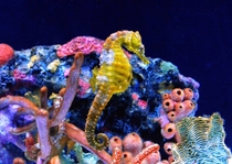 Yellow Seahorse Hippocampus Kuda 