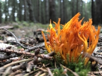 Yellow stagshorn calocera viscosa looking like a fire