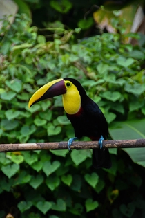 Yellow throated toucan Ramphastos ambiguus from La Fortuna Costa Rica